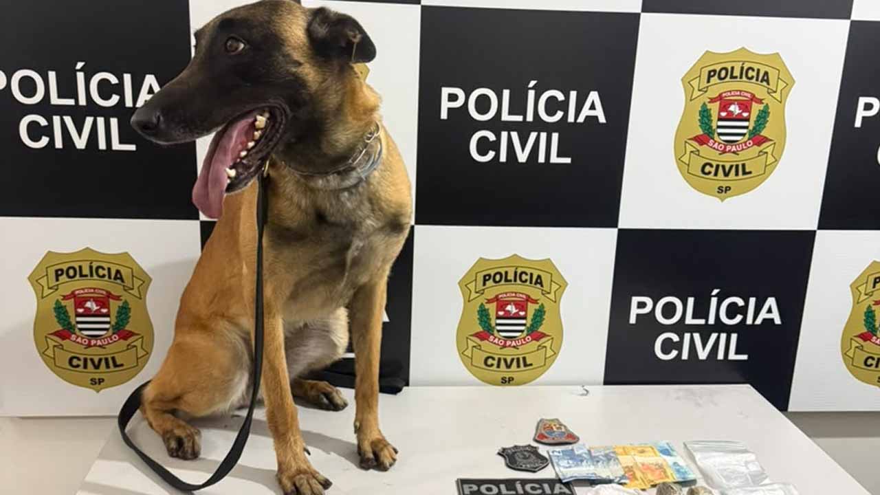 Polícia Civil apreende maconha em operação realizada em Valparaíso trafico valpa