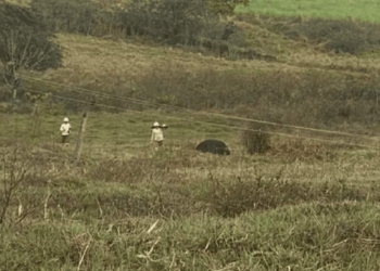 Vacas morreram eletrocutadas na região (Imagem: Reprodução)
