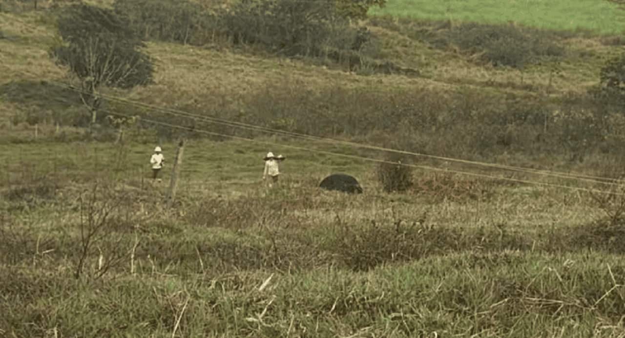 Vacas morreram eletrocutadas na região (Imagem: Reprodução)