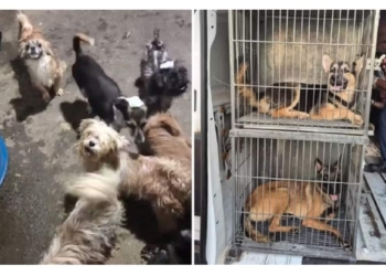 Denúncia de mulher que procurava cão perdido revela 70 animais em situação de maus-tratos em São José do Rio Preto — Foto: Arquivo pessoal