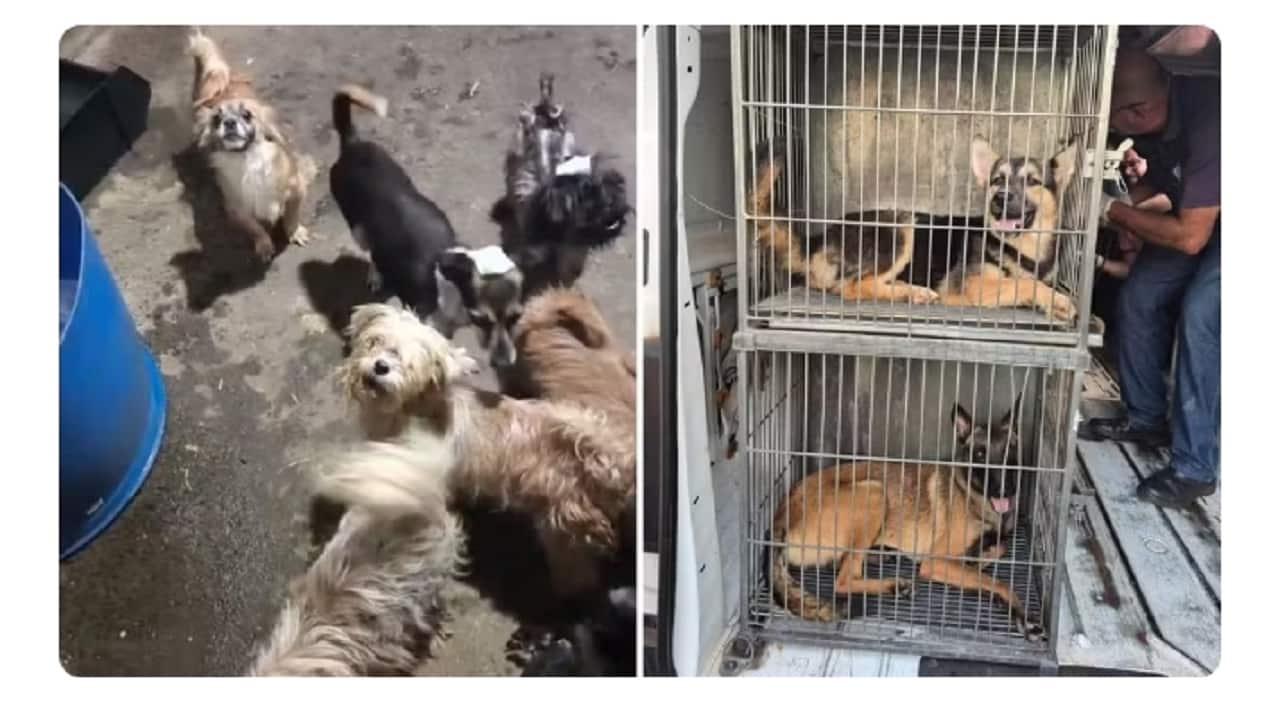 Denúncia sobre cão desaparecido leva ao resgate de 69 animais Denúncia de mulher que procurava cão perdido revela 70 animais em situação de maus-tratos em São José do Rio Preto — Foto: Arquivo pessoal