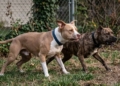 Irmãs são atacadas por pitbulls; policial atira para salvar uma das vítimas