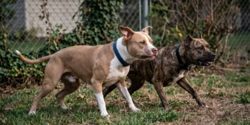 Irmãs são atacadas por pitbulls; policial atira para salvar uma das vítimas