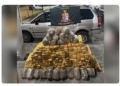 Grande quantidade de maconha estava escondida em carro abandonado em estrada de terra — Foto: Polícia Militar/Divulgação