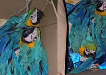 arara
