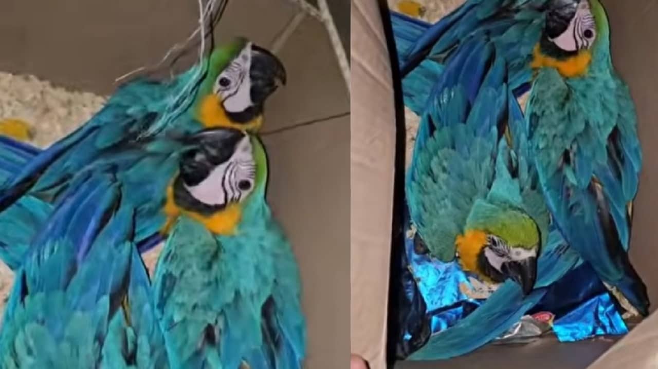 arara