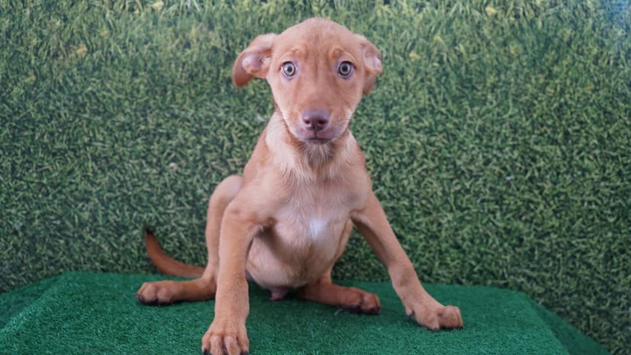 Araçatuba oferece vacina antirrábica gratuita para cães e gatos; veja como levar cao pet 1