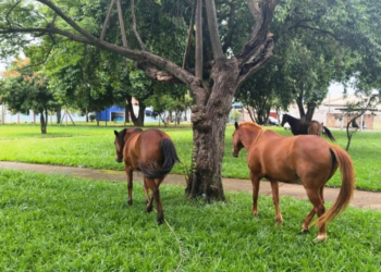 cavalos soltos em penapolis