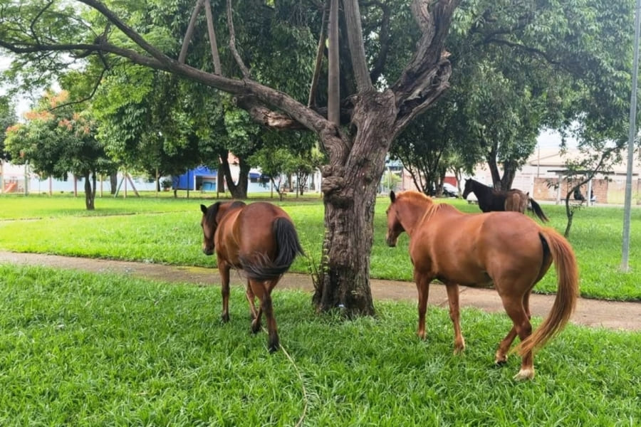 Denúncias de moradores levam à apreensão de cinco cavalos soltos em Penápolis cavalos soltos em penapolis