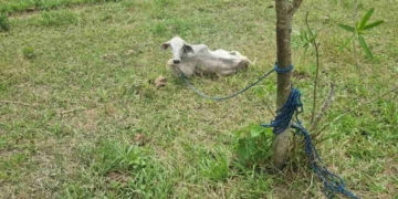 gado ambiental