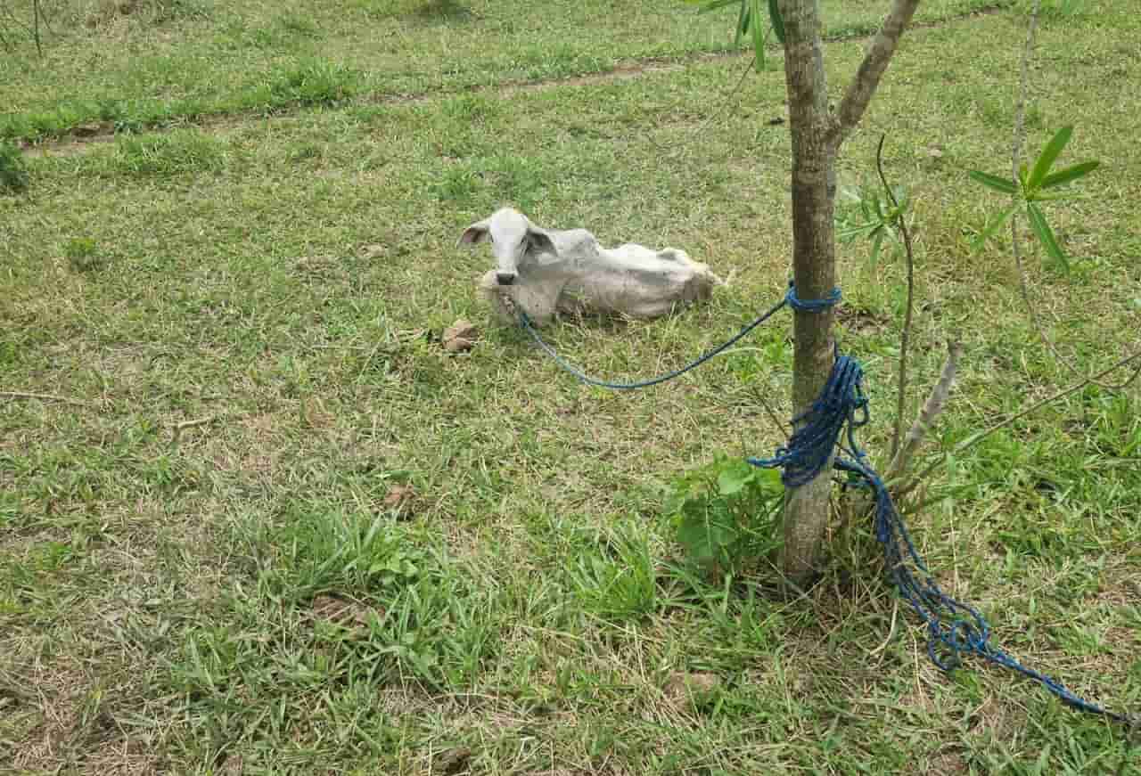 Denúncia de maus-tratos termina com apreensão de dois bois gado ambiental