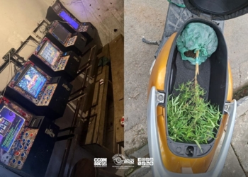 maquinas caca niqueis e planta de cannabis
