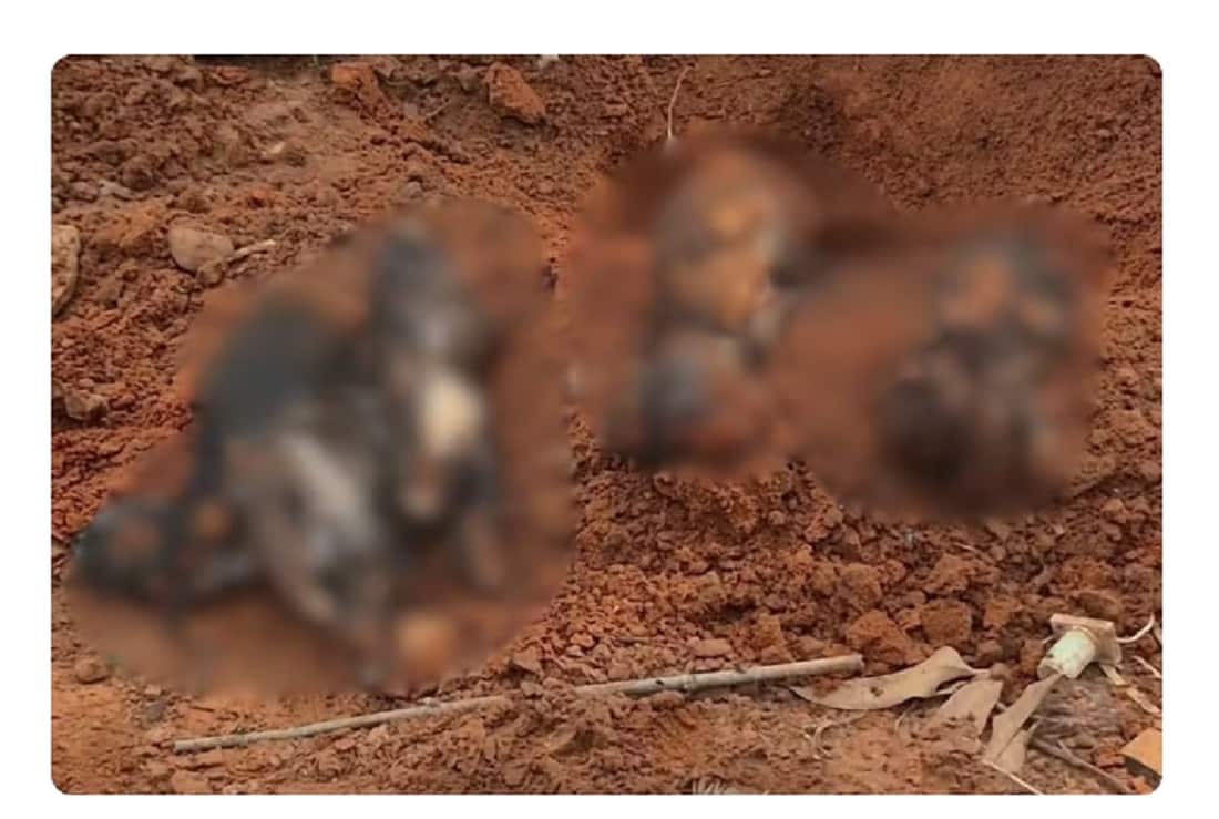 Homem é preso após polícia encontrar animais mortos e filhotes mutilados Foto: Portal Siga Mais/Reprodução