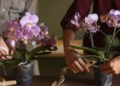 orquideas