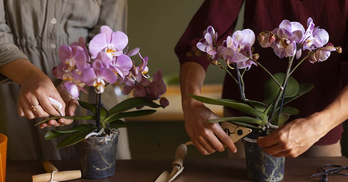 Araçatuba abre vagas gratuitas para cursos de orquídeas e soldagem elétrica orquideas