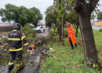 queda de arvore apos temporal em Aracatuba