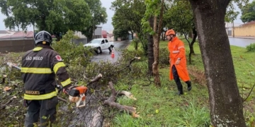 queda de arvore apos temporal em Aracatuba